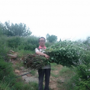 张勤德等红友参加收割艾蒿的集体劳动