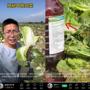 子午：大白菜蘸甲醛，分田到户才是罪魁祸首