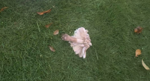 李光满：北大教授张丹丹的扎心言论，撕开了我们社会背后的残酷真相！ ...